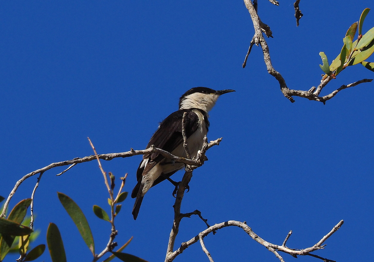 image Banded Honeyeater